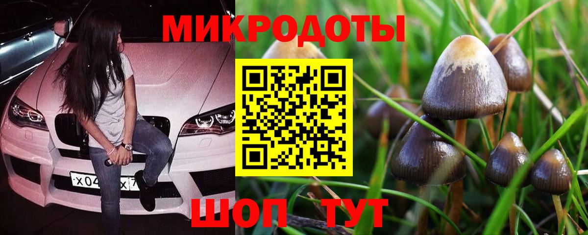 Псилоцибиновые грибы Psilocybine cubensis Дубна
